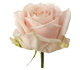 گل رز هلندی سوییت آوالانچ